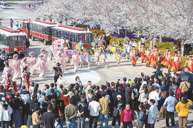 鹽城大洋灣“櫻花月”本周六啟幕